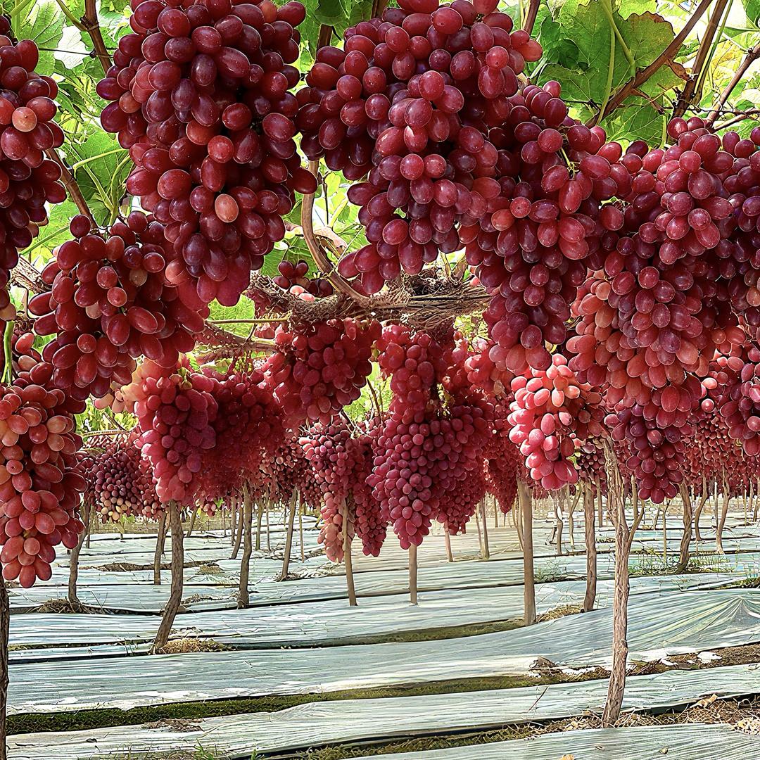 青禾四季果业供应链