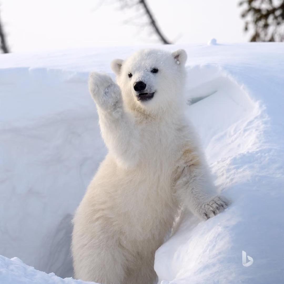去看北极熊🐻‍❄️