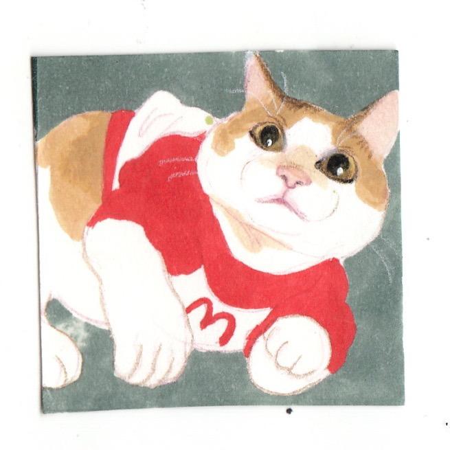 橘猫右京