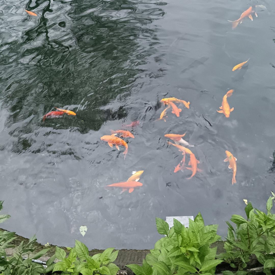 黄家华