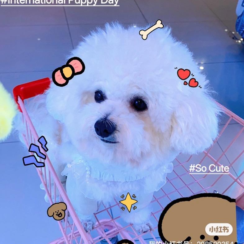 ❤️元宝是小比熊🐶