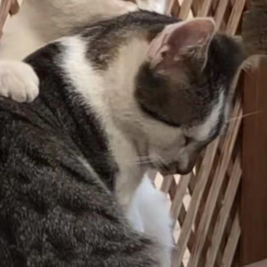 花生和栗子