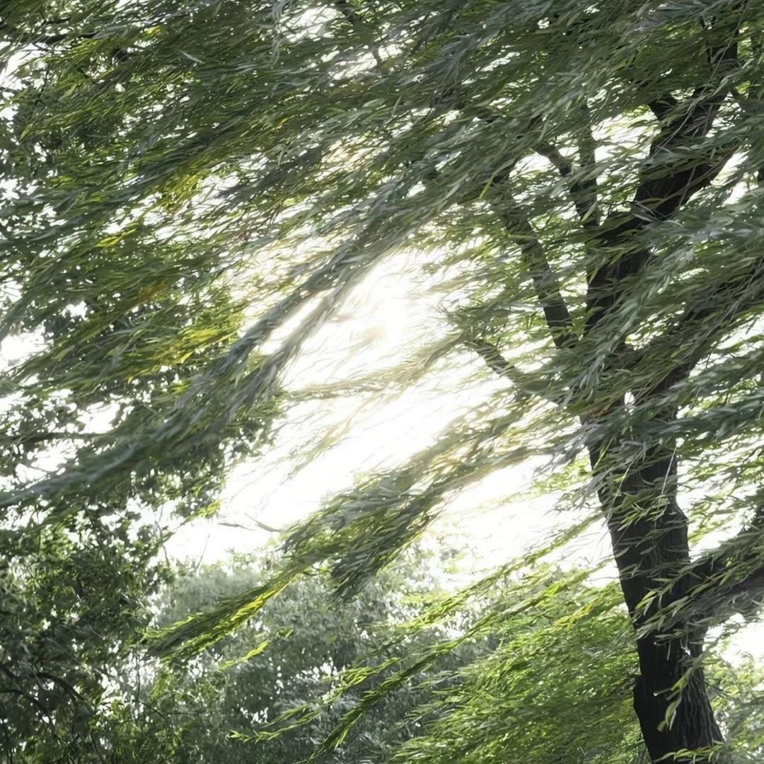 又菜又爱玩的洋