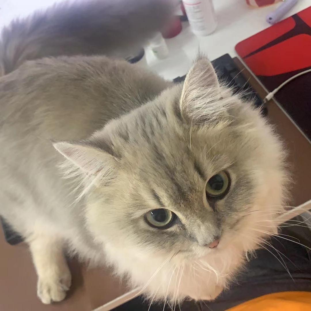 合小喵宠物用品店