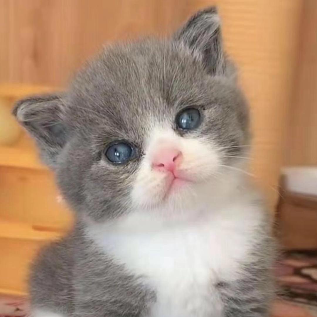 黑哥家的猫🌈