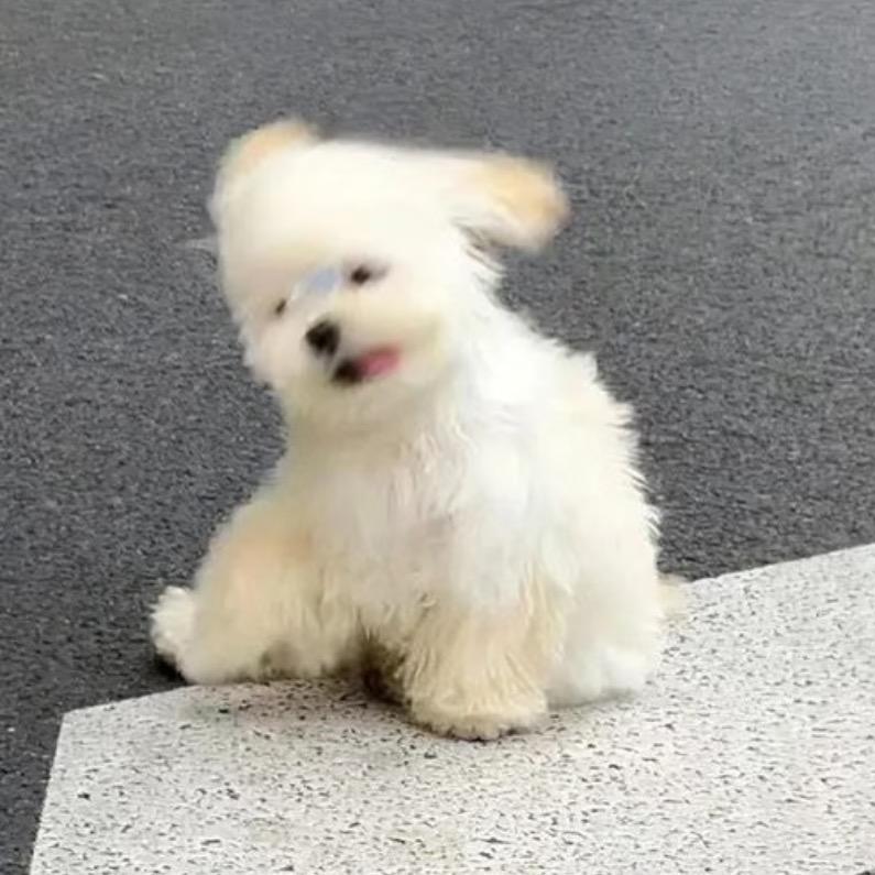 猫秋秋
