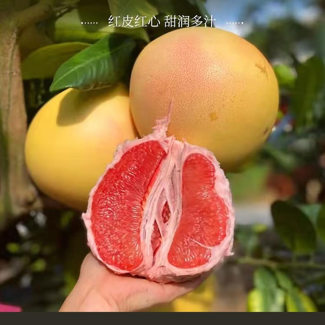 我爱吃蜜柚