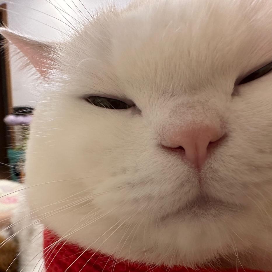 无厘头的小白总