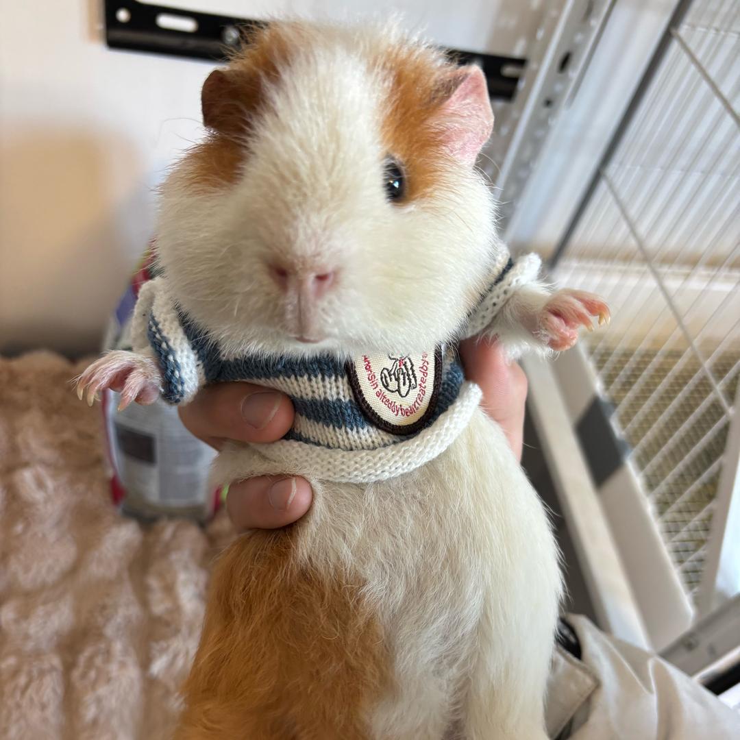 猪猪的快乐生活