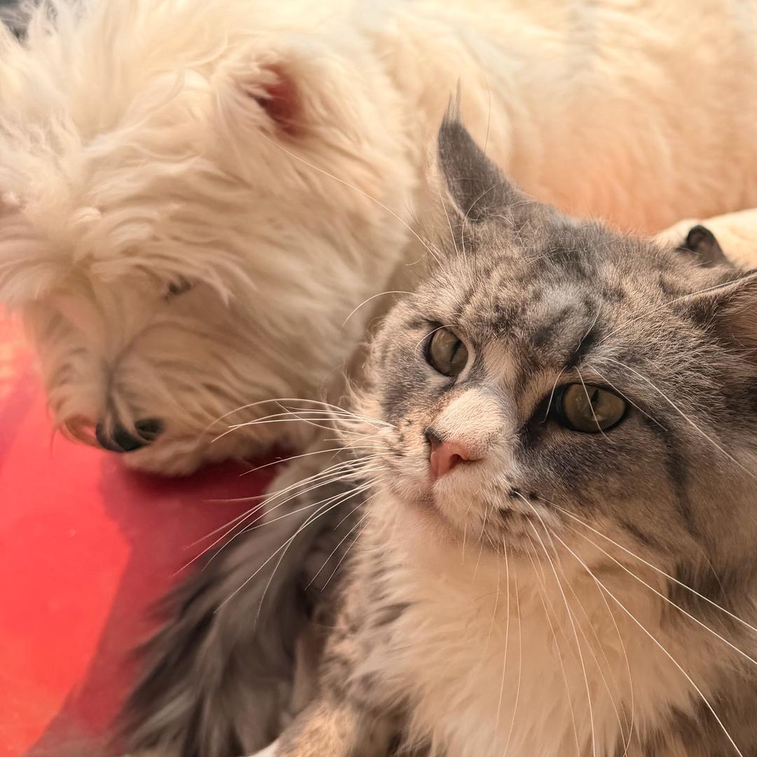 小悦不想砥砺前行了