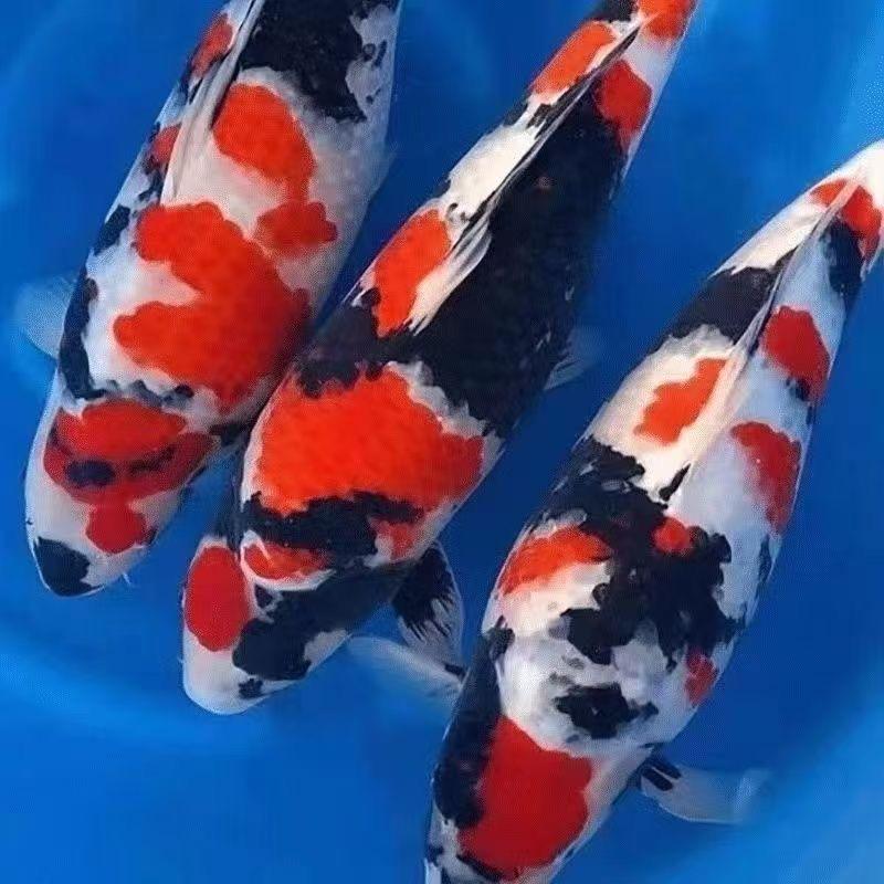 家和锦鲤观赏鱼