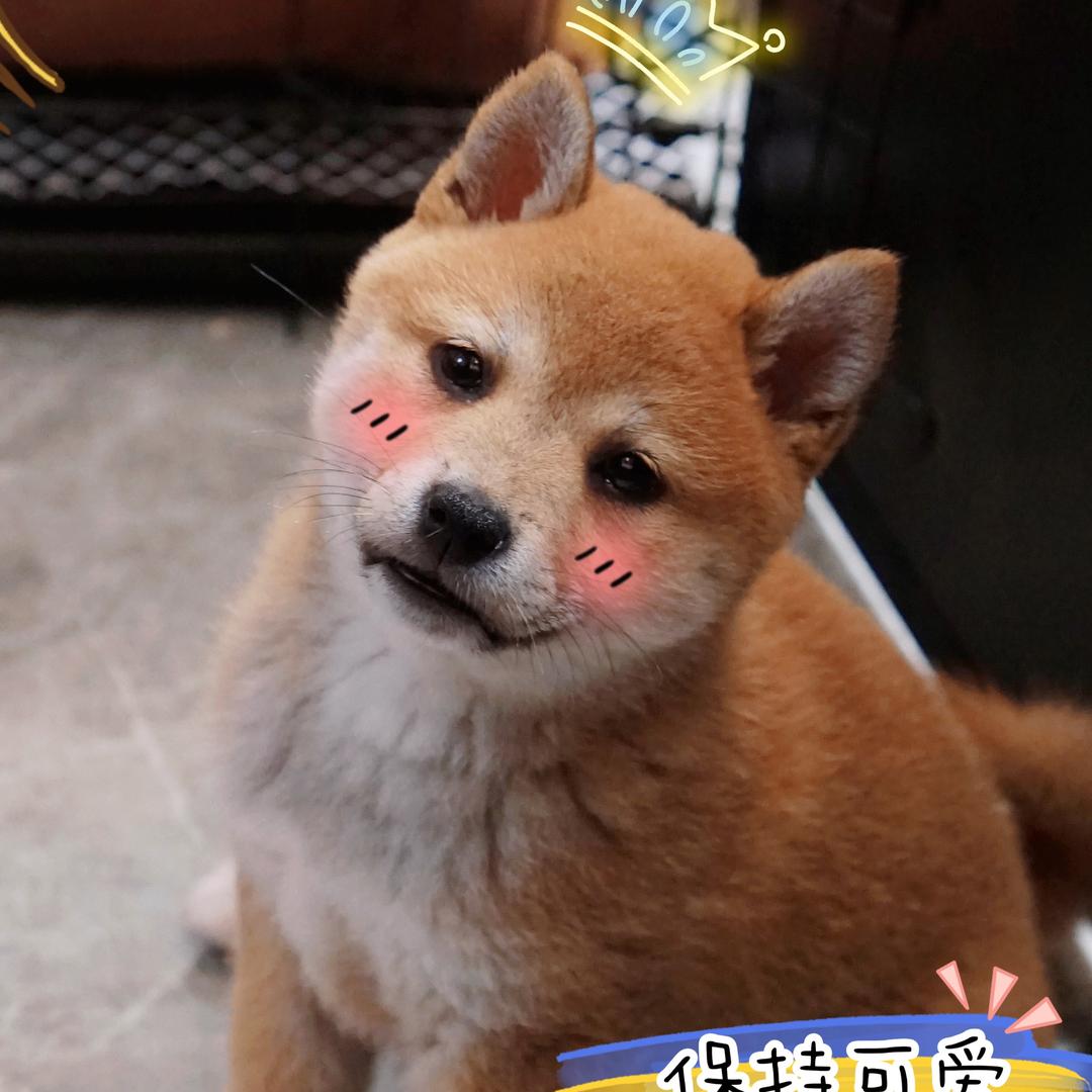 JOJO啾咪