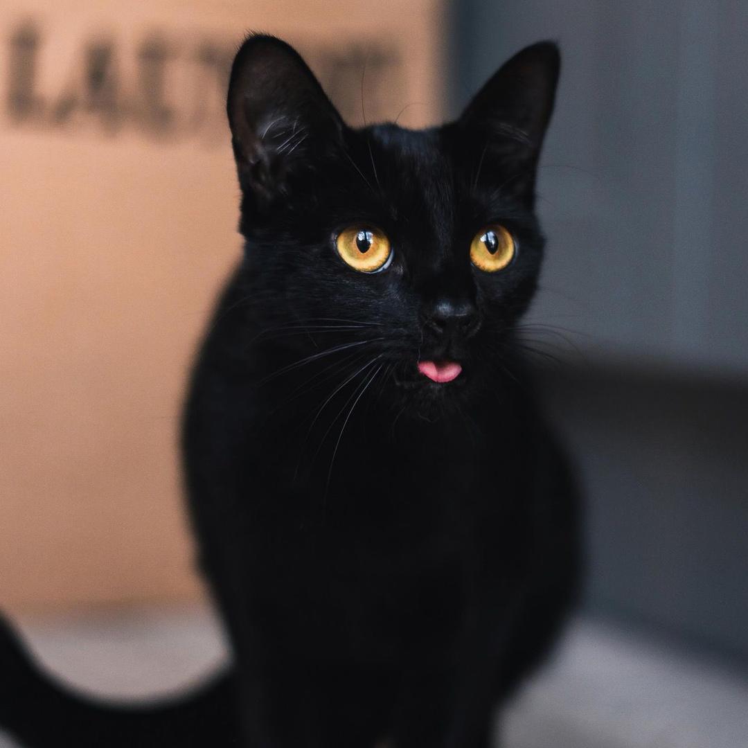 黑猫老师