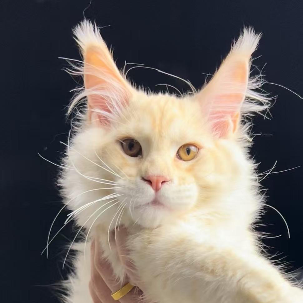 阿琦缅因猫