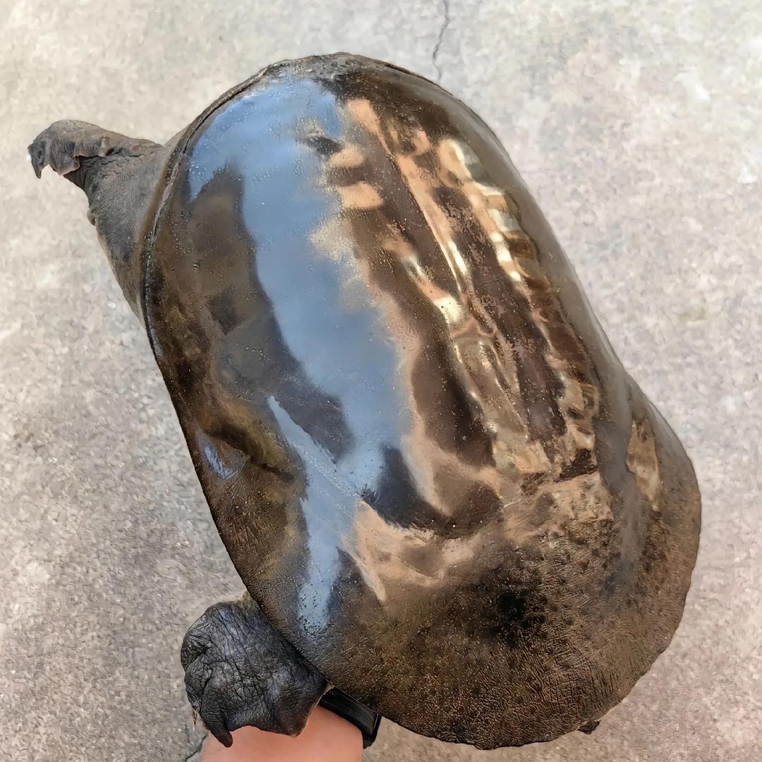 楚天湖生态甲鱼