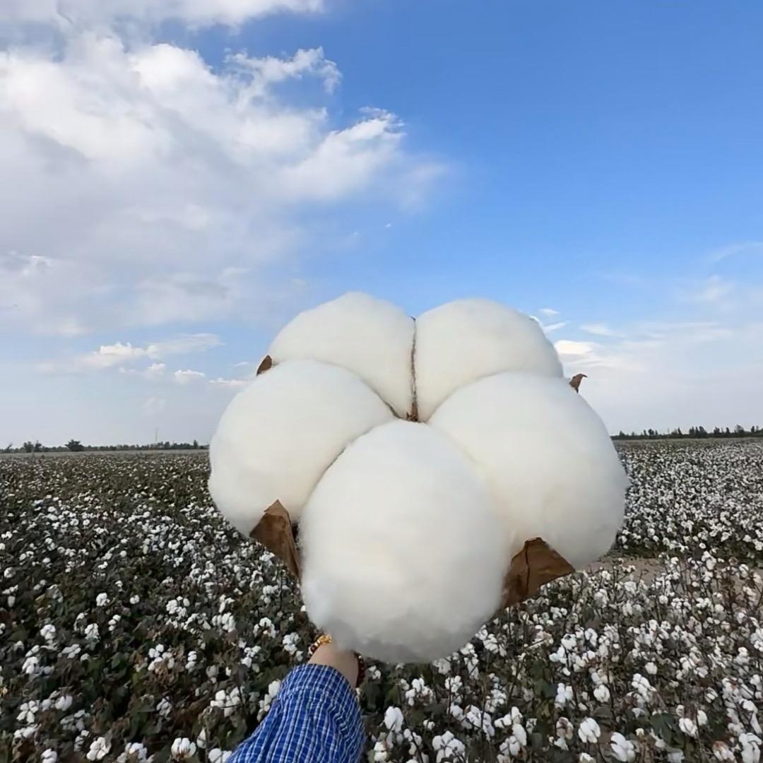 新疆棉袜工厂直发精梳棉