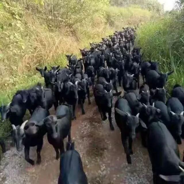 天成群羊收购分销总号