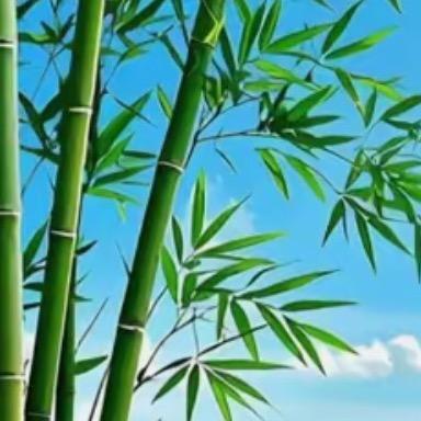 糖糖