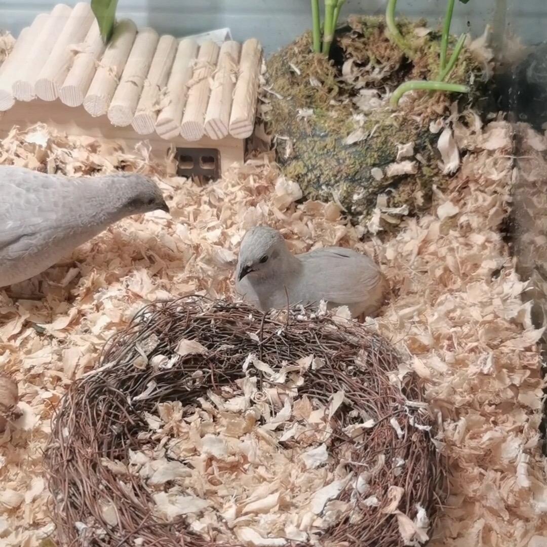 王奶奶（芦丁鸡）🐔
