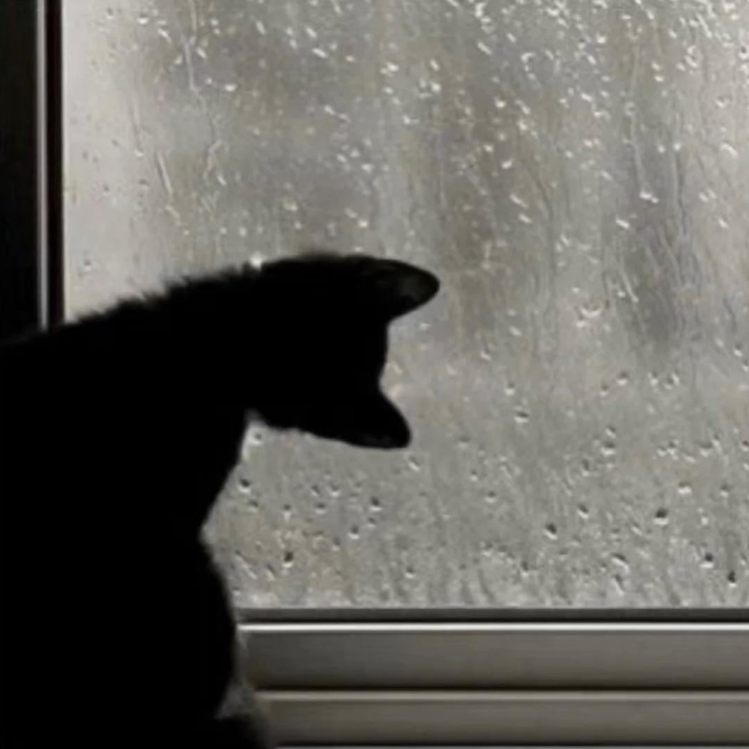布蒋栗猫