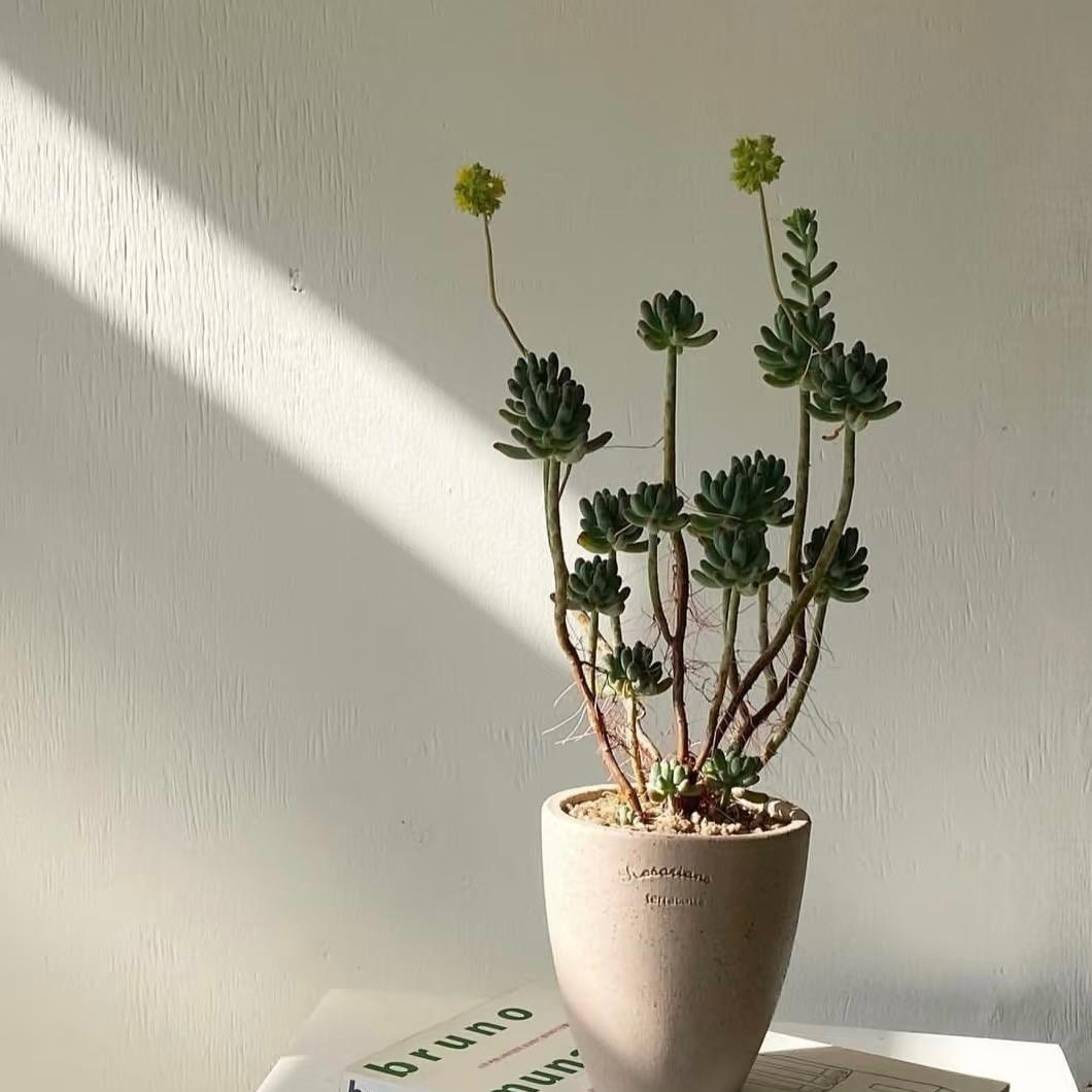 平凉凯瑞捷途汽车小米