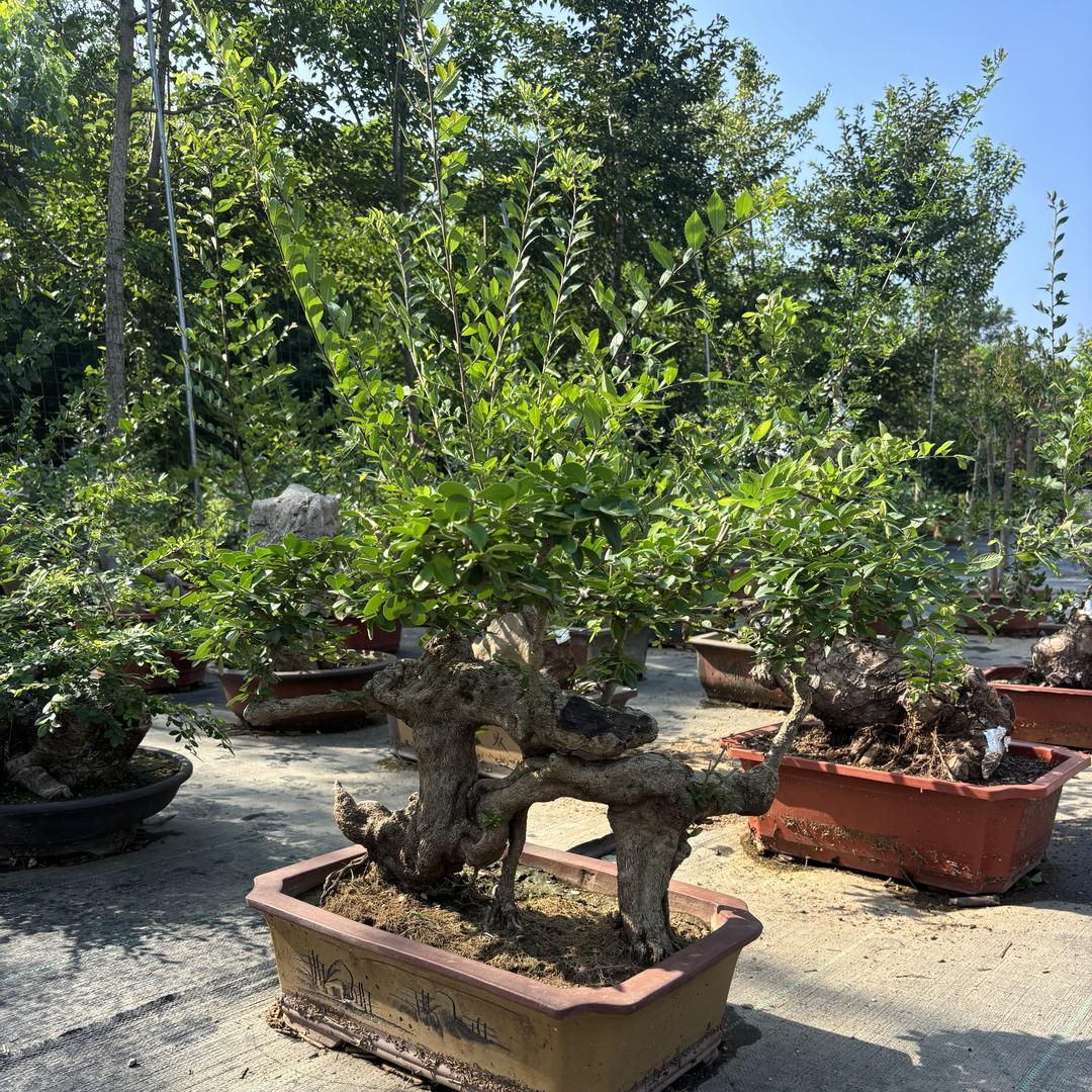 苗木盆景花艺