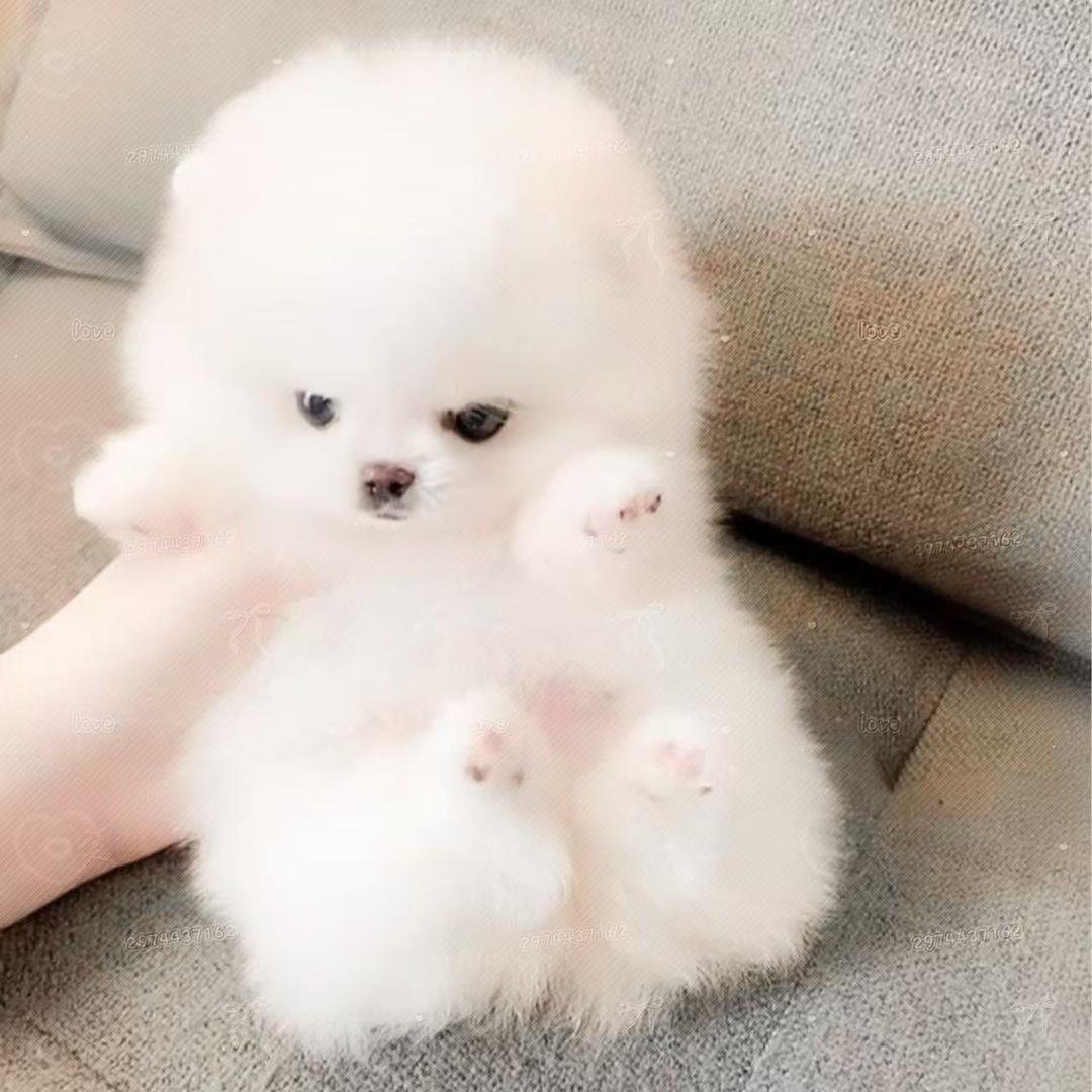小透明
