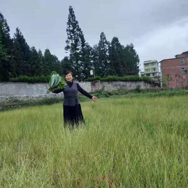 曲奇