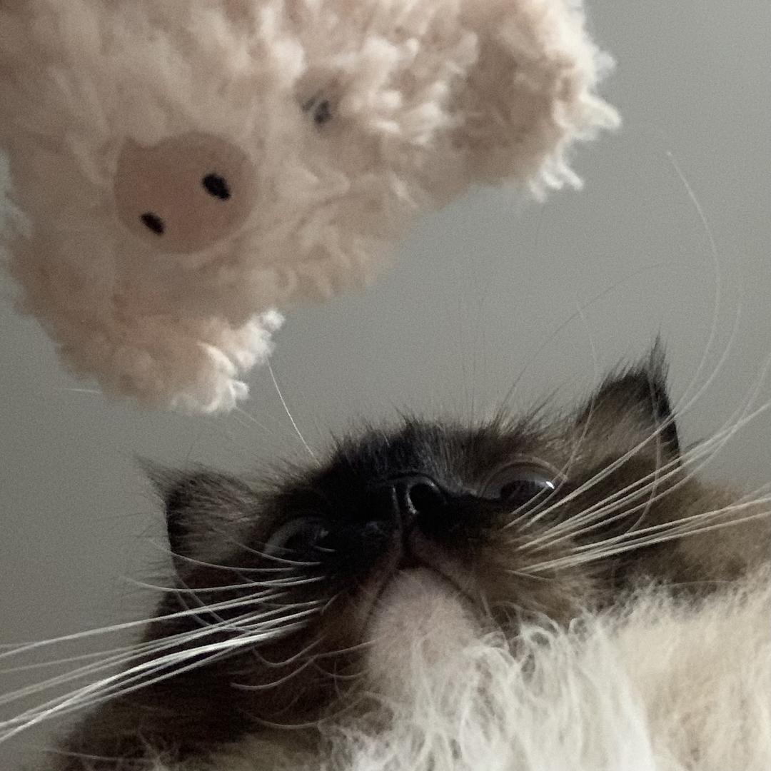 可爱又迷人的反派角色