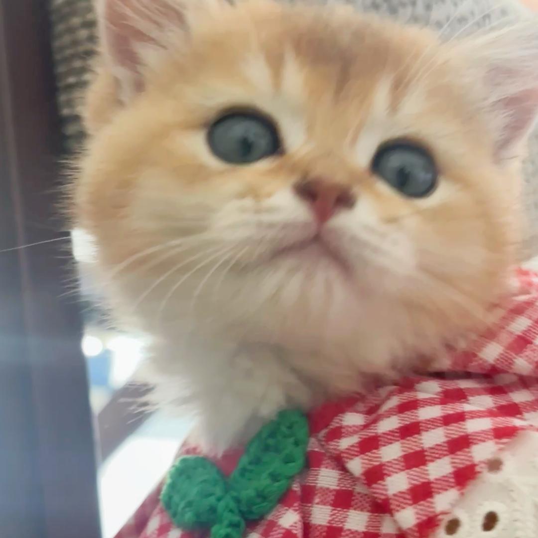 福宝是只猫