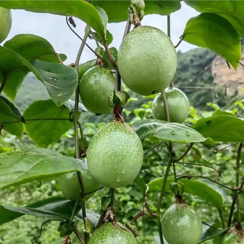 黄金百香果安炜