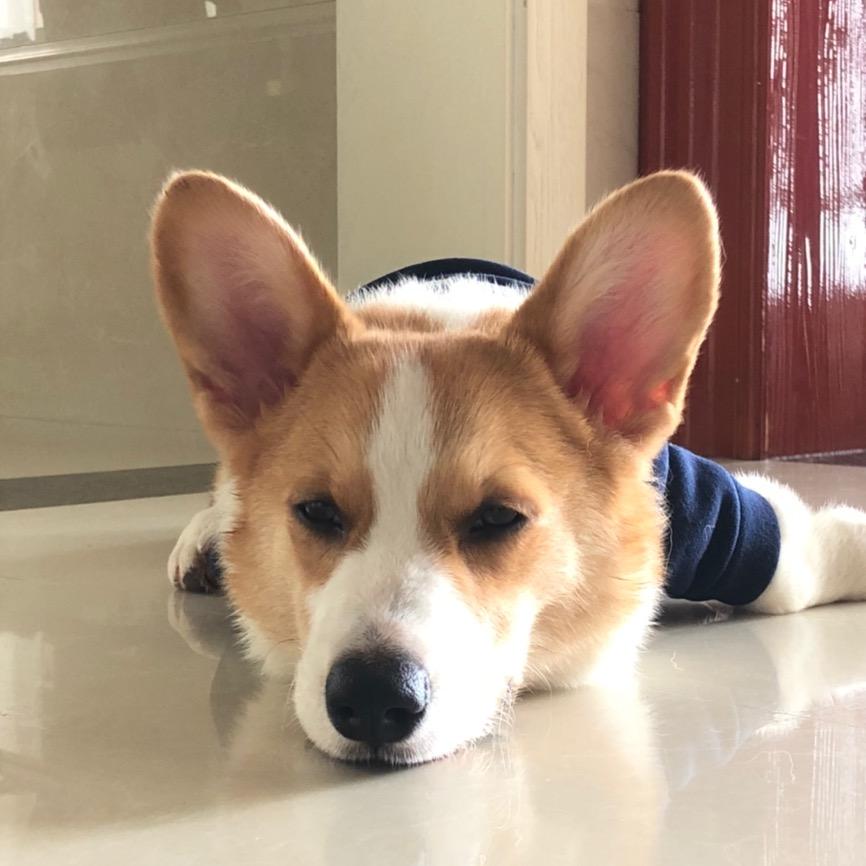 瘦不拉基和胖不拉基