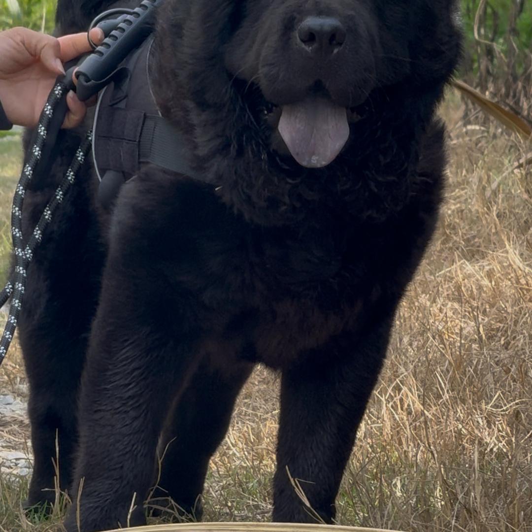 广西南宁宾阳老黄田园犬