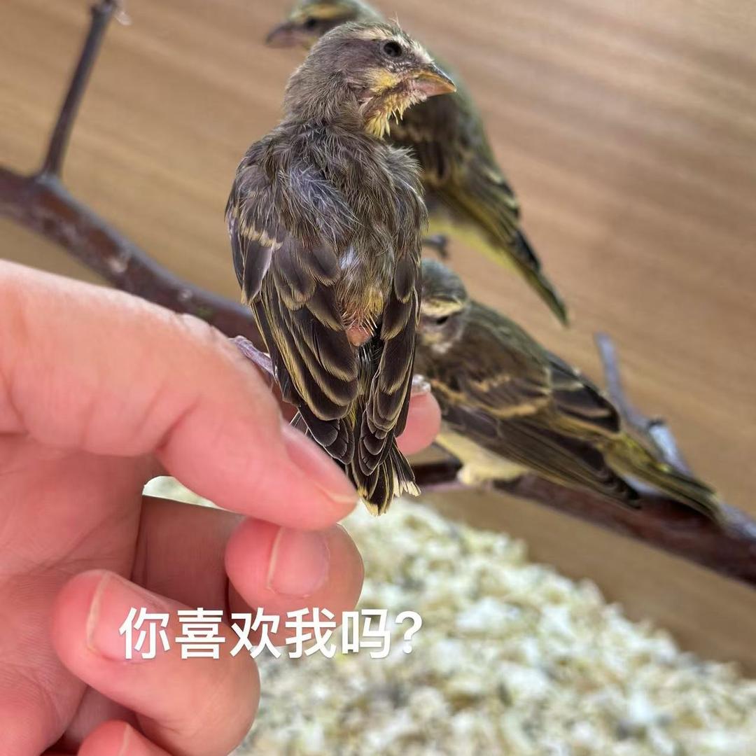 丝雀儿-日常