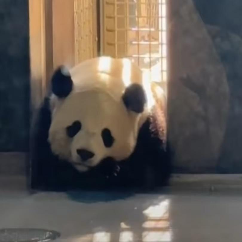 灵丽❤️等宝回家❤️