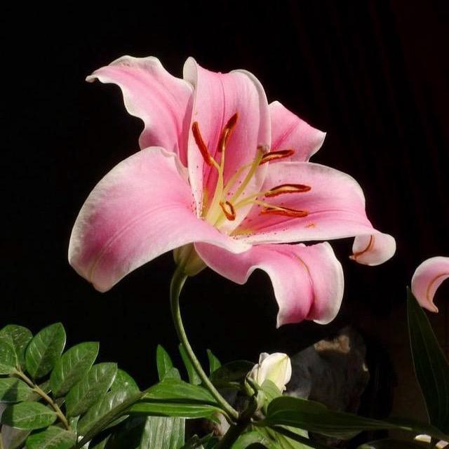 🐬ᝰꫛꫀꪶ   雅   🍃