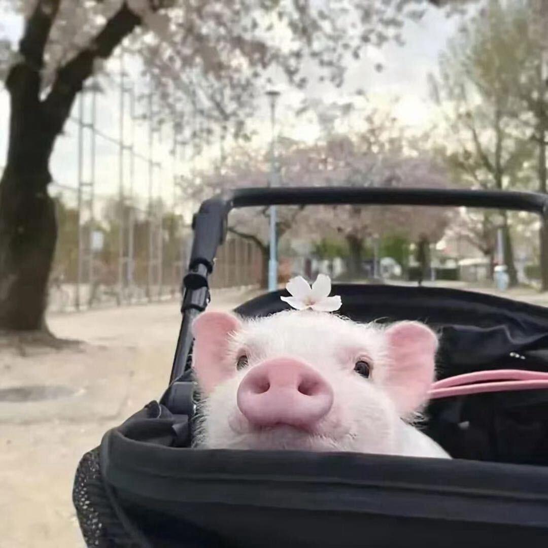 A成都租房 58神奇空间中高端公寓定制款