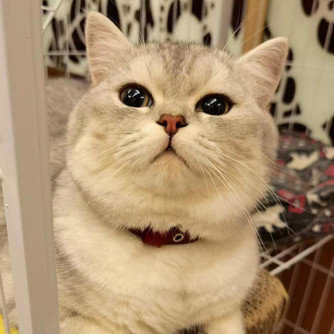 嘟嘟猫