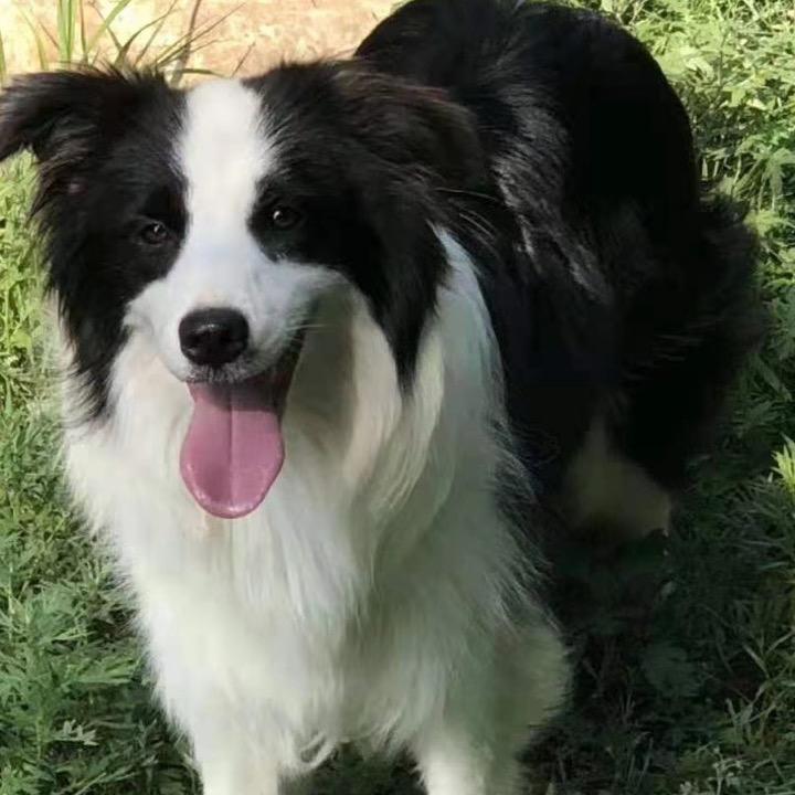 鑫都世纪纯种边牧繁育基地