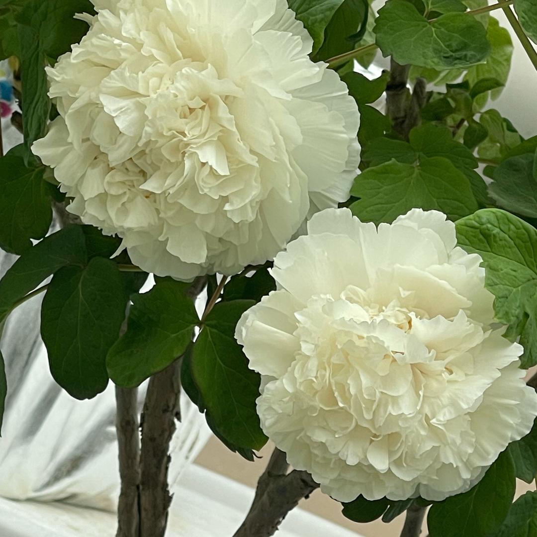 豆豆🌼