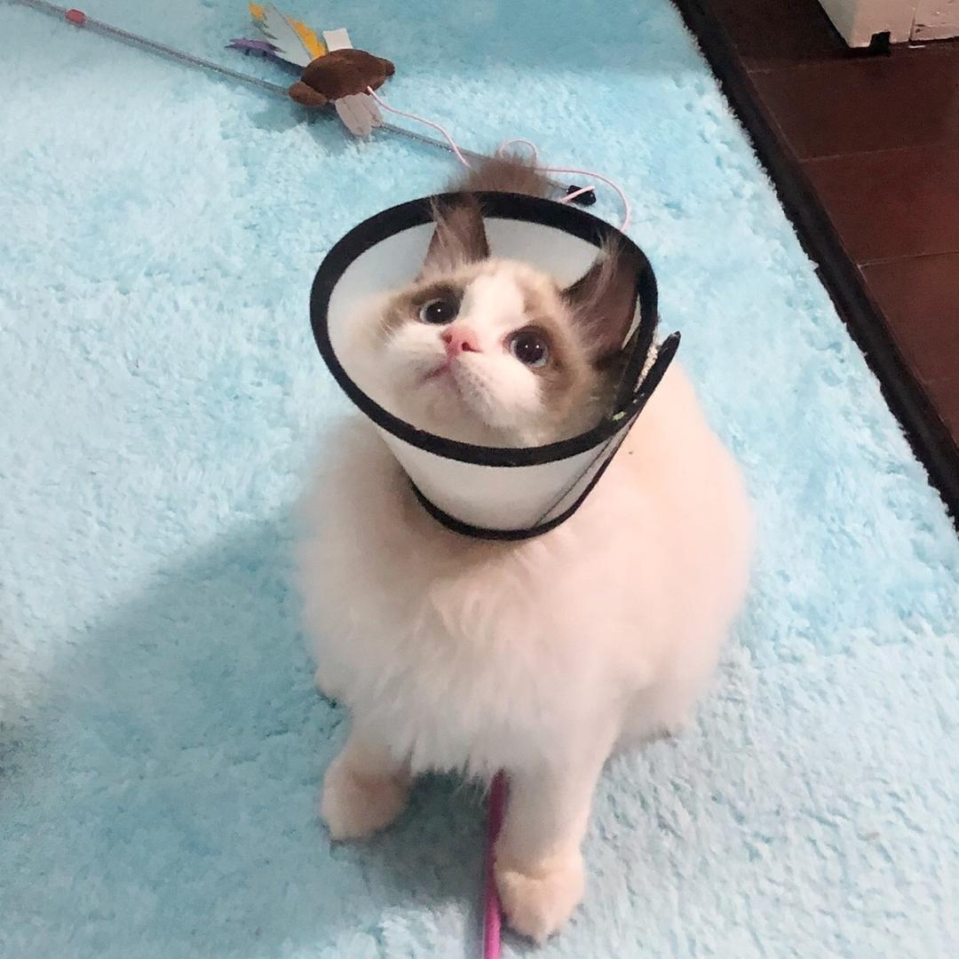 金右右头像