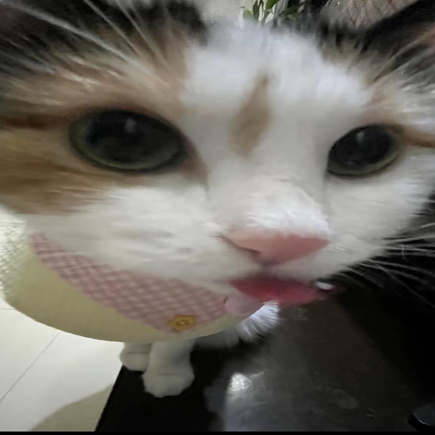 李酉头像