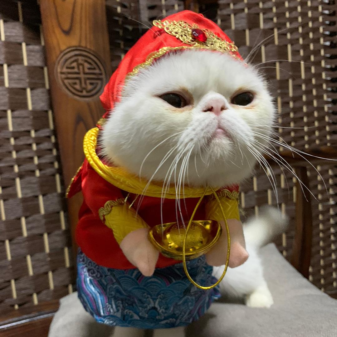 仓仓鼠与老五