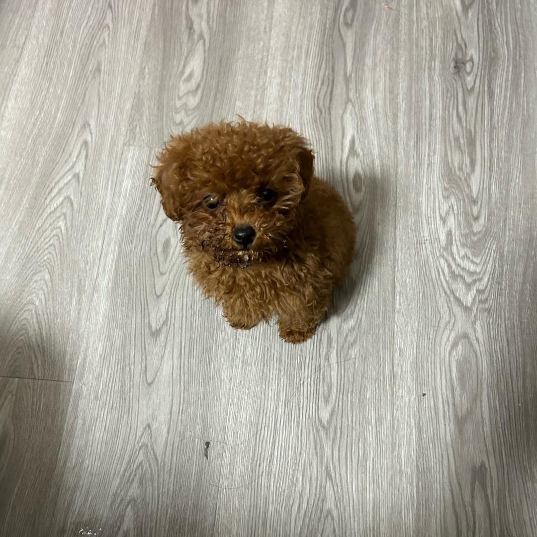 毛豆是个小泰迪