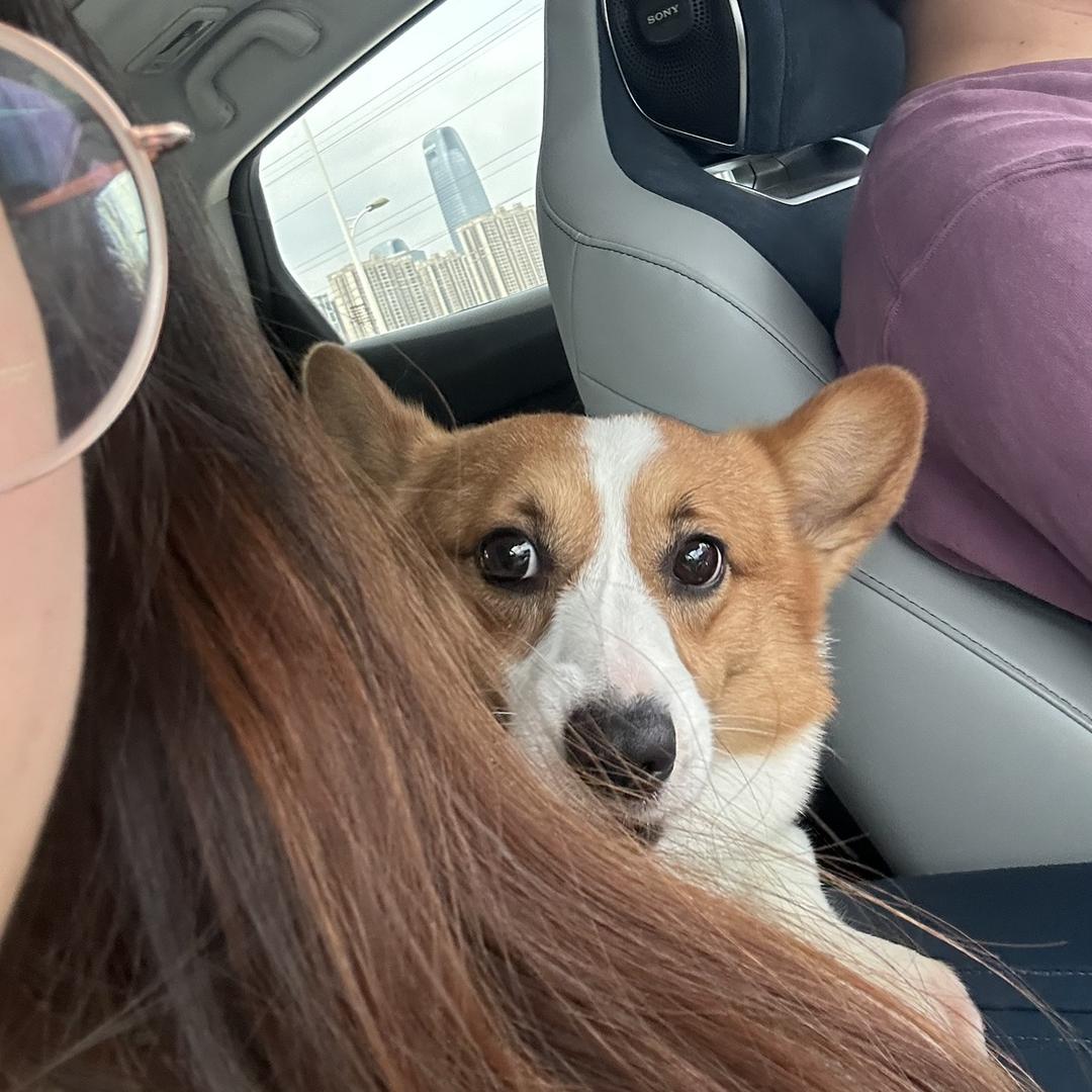 柯基四千这一家