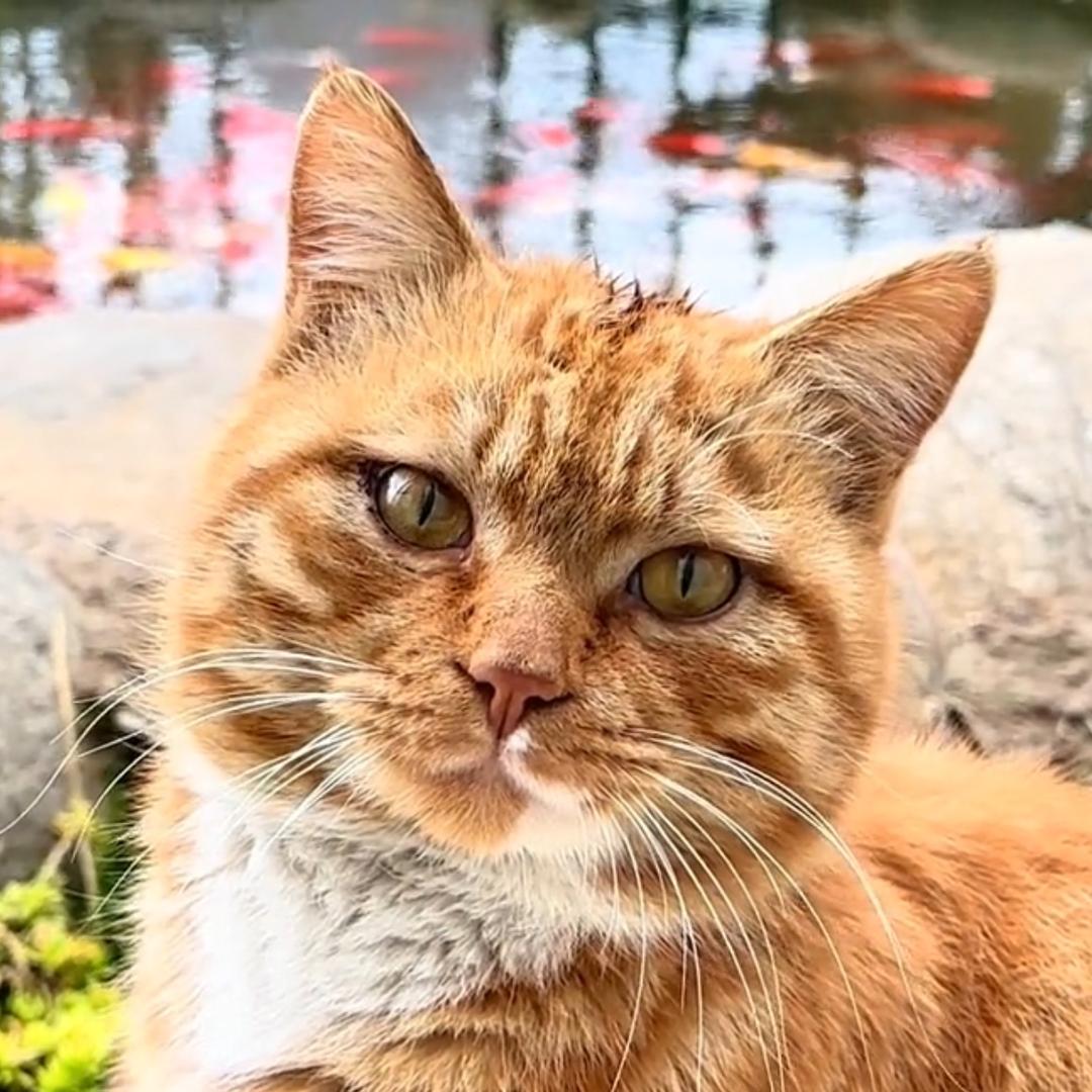 野猫食塘🐟🐈