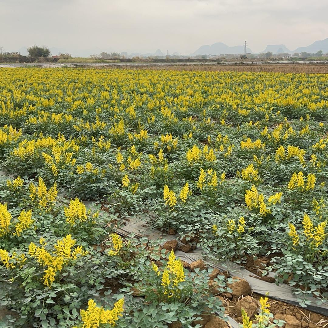 广西岩黄莲仿野生种植基地