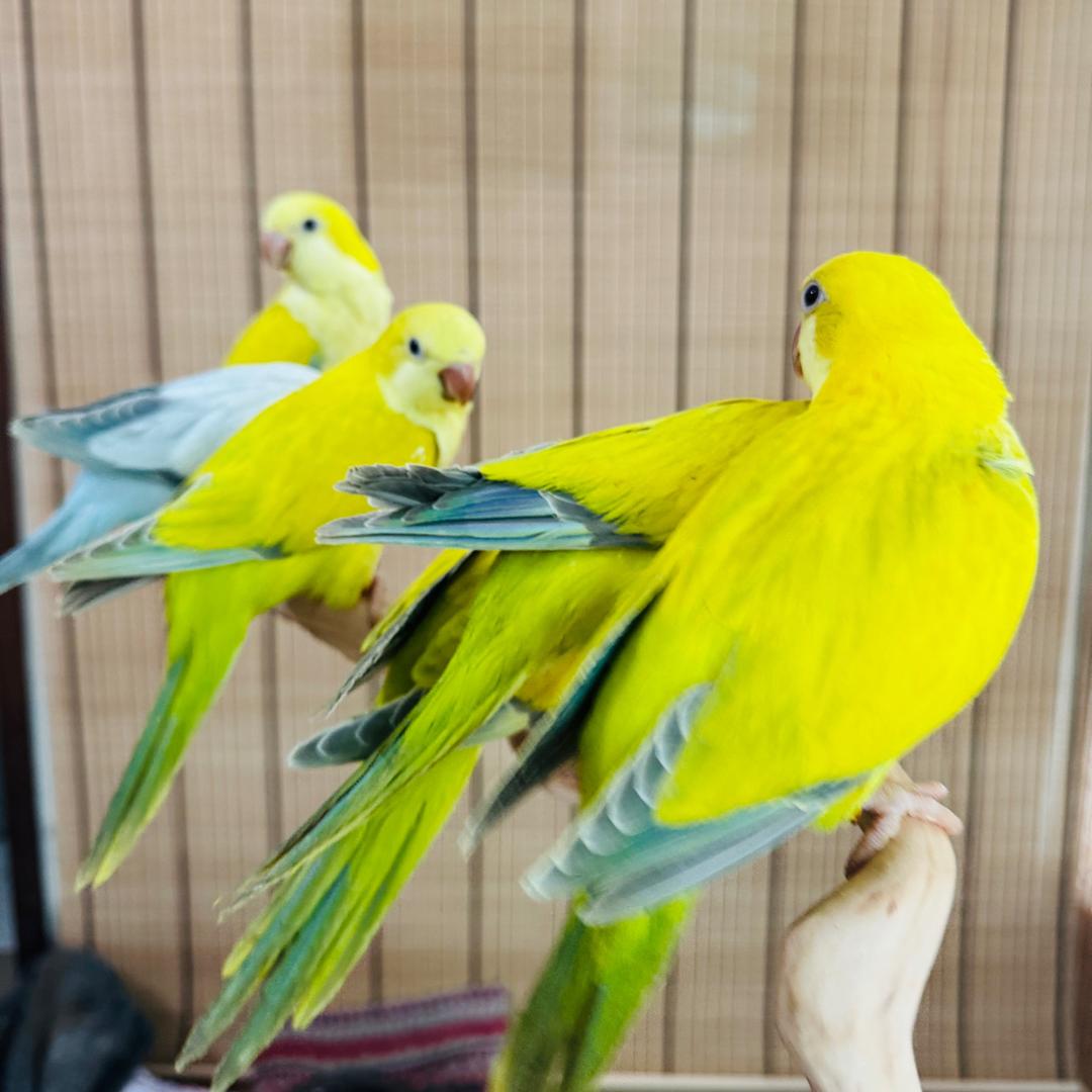 九级鹦语养殖场