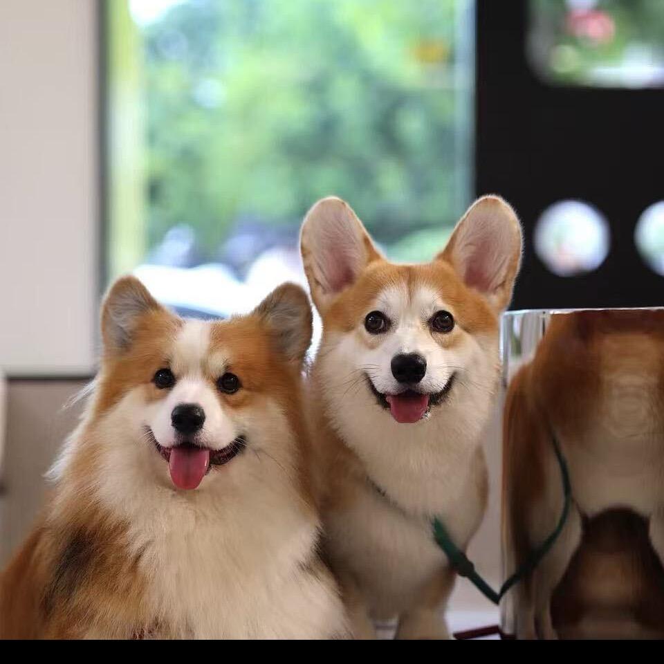 明哥柯基庄园～