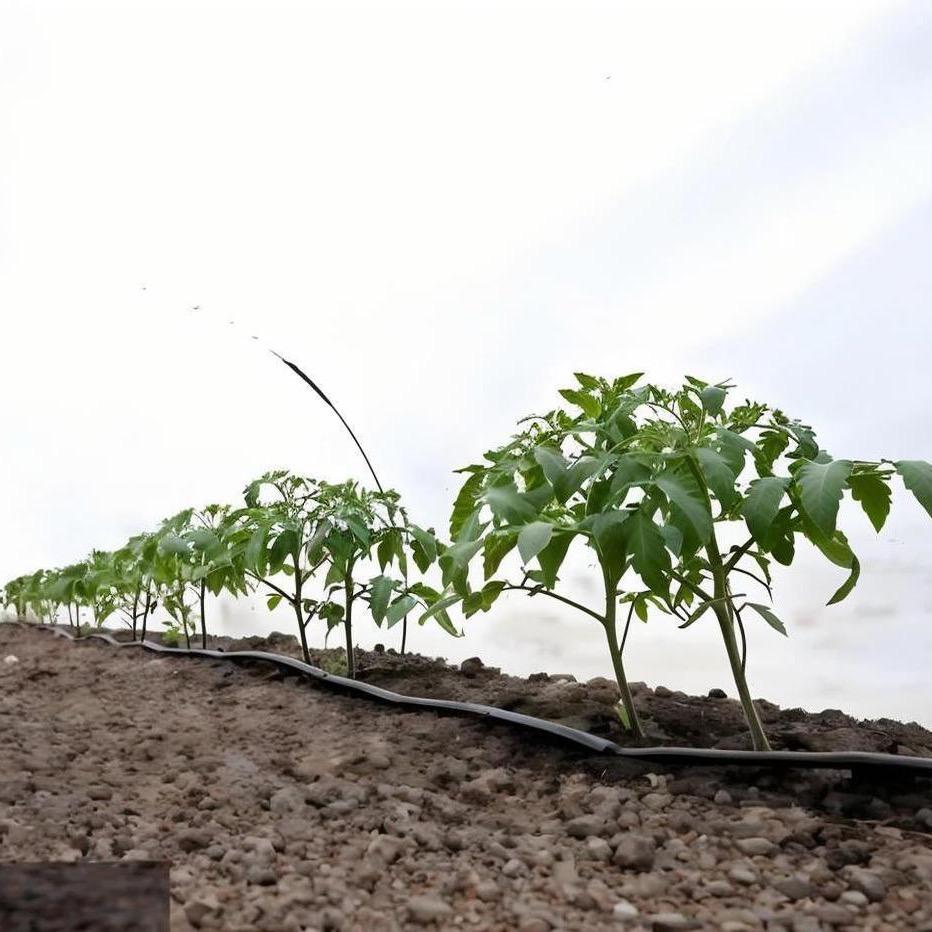 华信农业小李总